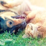 cat-dog