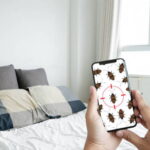 bed-bug